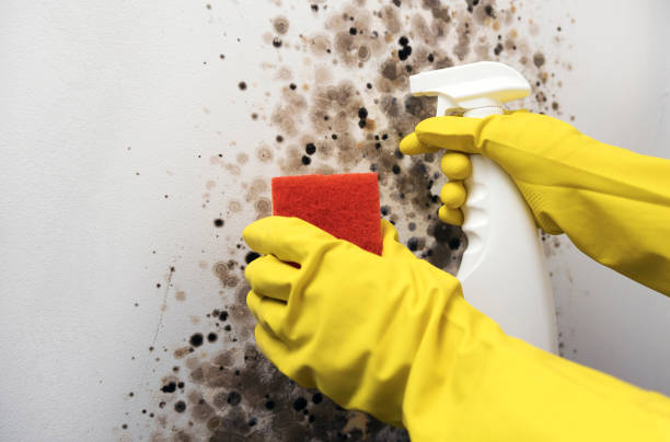 Attic Mold Removal in North Massapequa, NY