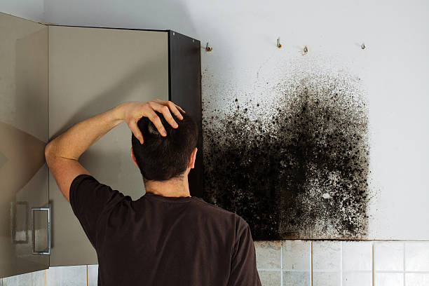 Best Attic Mold Removal  in North Massapequa, NY