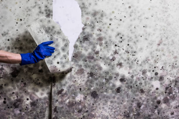 Mold Removal Process in North Massapequa, NY
