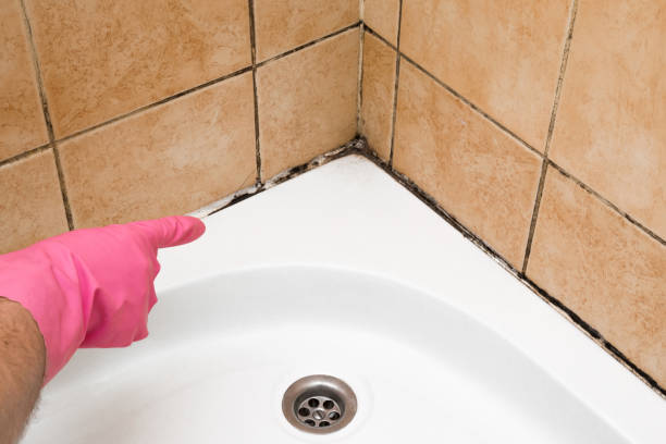Best Commercial Mold Removal  in North Massapequa, NY